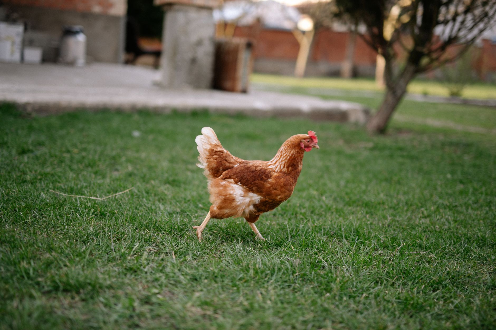 A brown chicken strolling freely on lush green grass in an outdoor setting, capturing the essence of free-range farming.