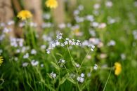 White and Yellow Flowers in Tilt Shift Lens