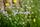 wild flowers