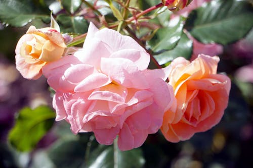 Ingyenes stockfotó növényvilág, rózsaszín rózsák, virágfotózás témában