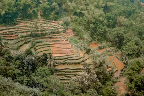 Foto stok gratis agrikultura, fotografi udara, hutan