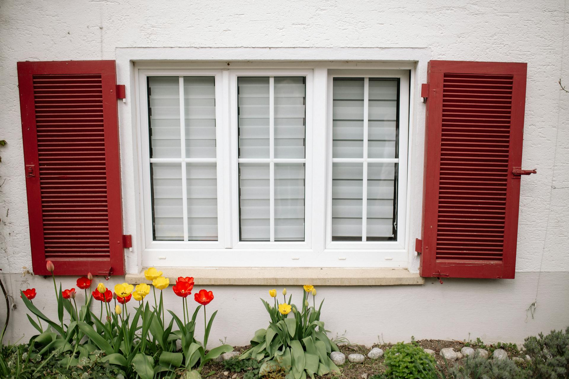 Charming house window with red shutters and blooming red and yellow tulips.