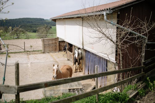Gratis Fotos de stock gratuitas de agricultura, animales, arboles Foto de stock