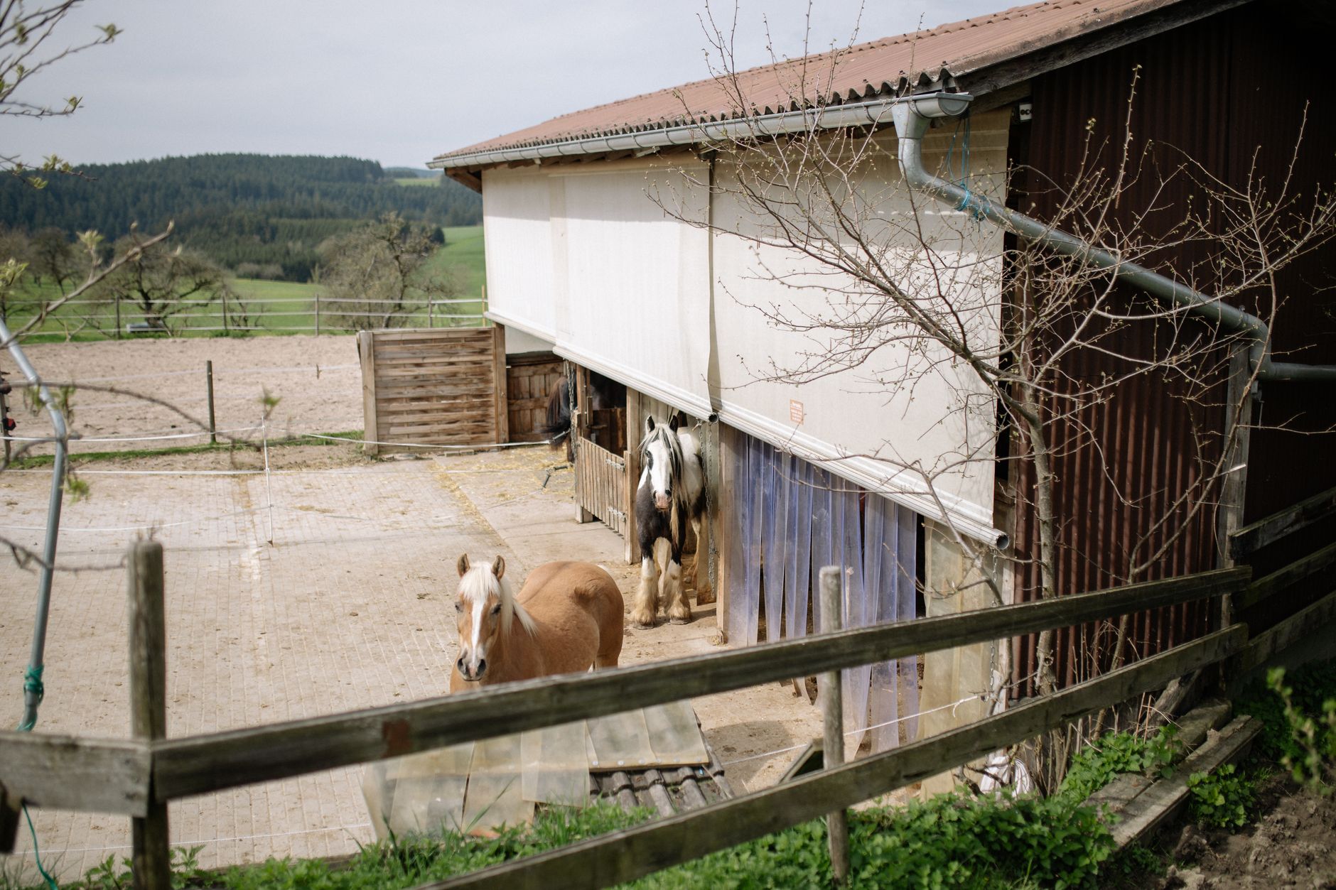 horse stable management screen with colorful thoroughbreds and training charts