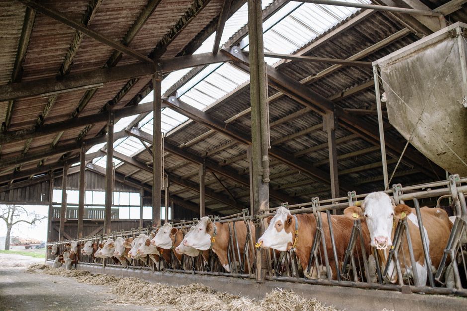 Food Regulator Finds Cattle Feed Ingredient in Priyagold Biscuits