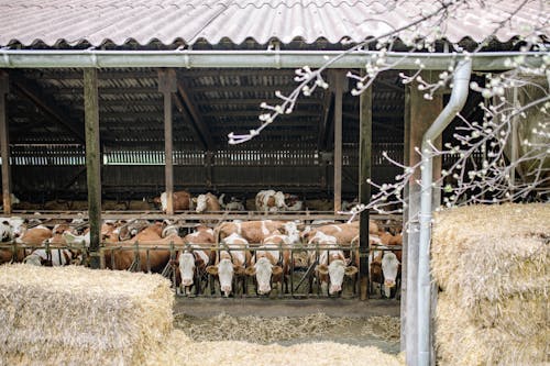 Darmowe zdjęcie z galerii z cattles, domowy, gospodarstwo