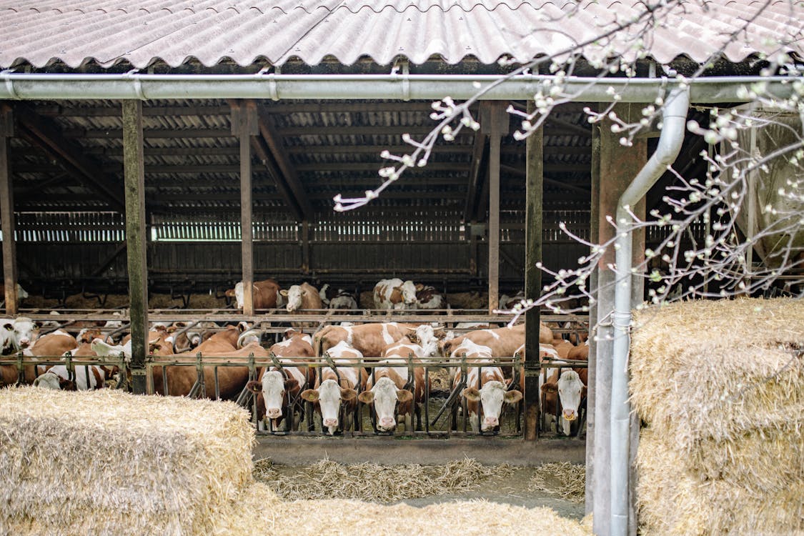 Can AI save animals? Advocates push for responsible technology in farming 1 Free Cattles on a Barn Stock Photo