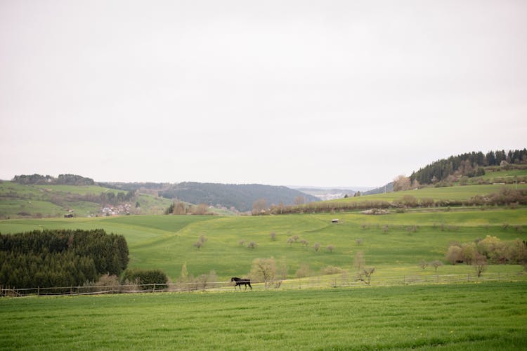 A Horse Running On A Grass Field