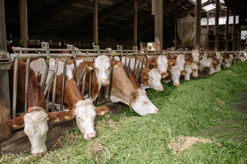 吃, 奶牛, 牧場 的 免费素材图片