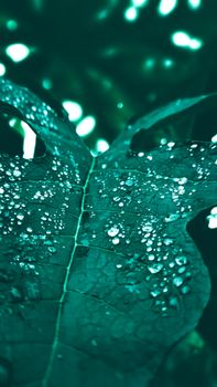 Close-up of a leaf with fresh dew and water droplets, showcasing intricate textures and vibrant green hues.