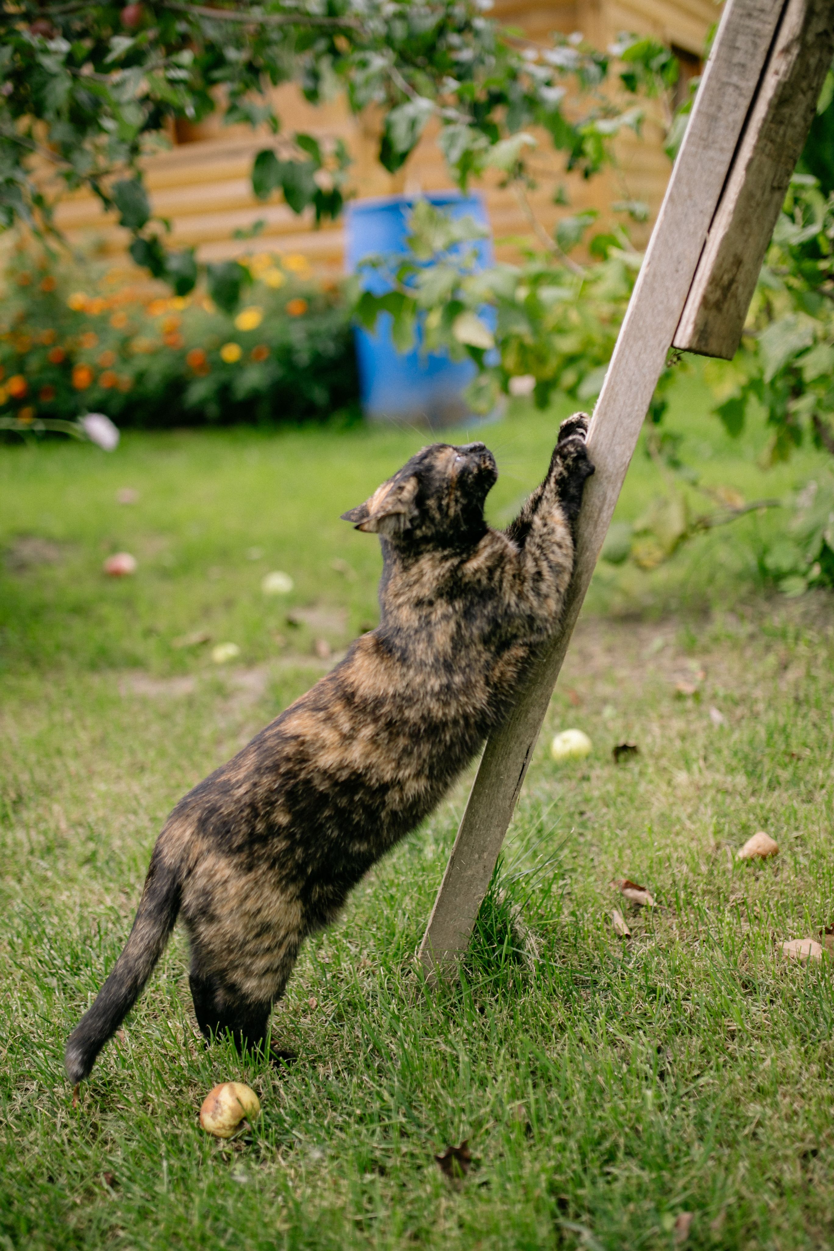 一只龟甲猫在花园区的草地上伸展身体