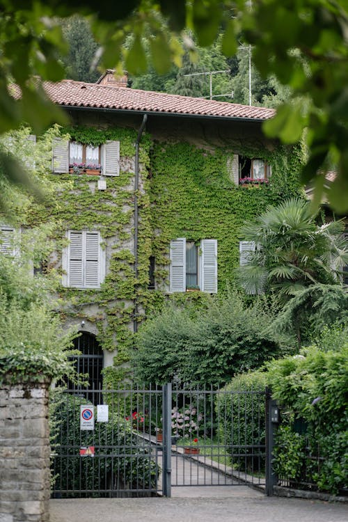 House Facade in Ivy Tree