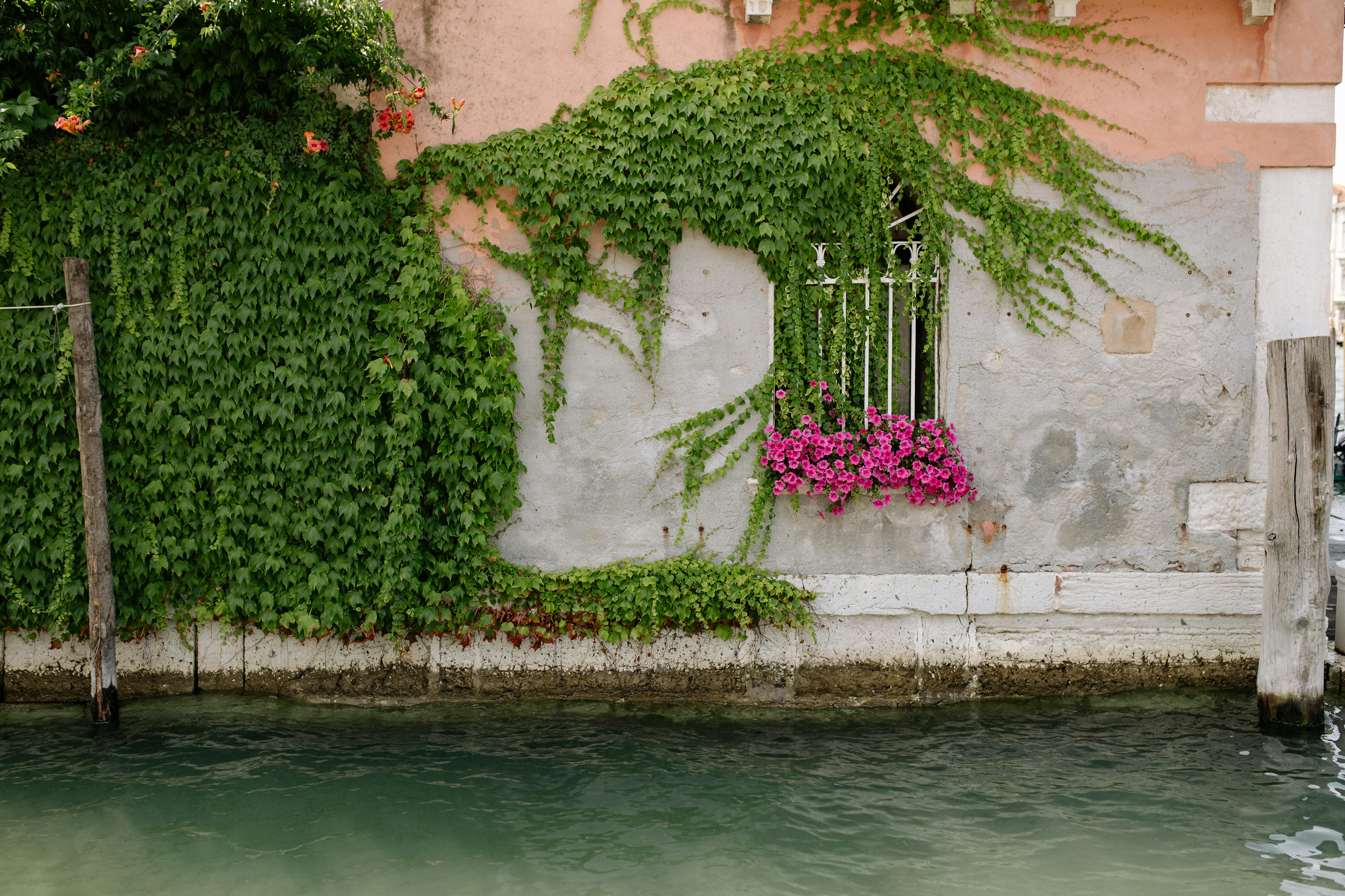 Stone wall with vibrant ivy and flowers by a serene canal, evoking summer charm.