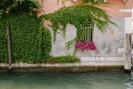 Green Plant Beside Body of Water