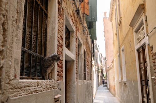 A Cat Peeking Through the Window in the Alleyway