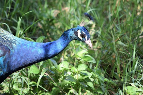 Immagine gratuita di animale, colpo del primo piano, erba