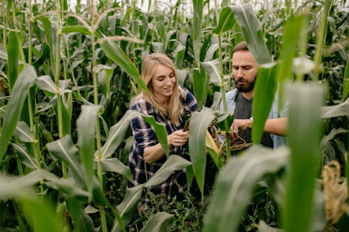 бесплатная Бесплатное стоковое фото с зерновое поле, кукуруза, на открытом воздухе Стоковое фото