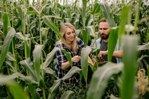 Free A young couple inspects ripe corn in a lush field, embodying farming and nature. Stock Photo