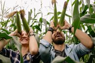 Man in Gray Dress Shirt Standing Beside Green Corn Plant