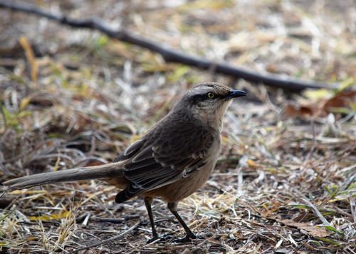 Free Close-up of a Chalk-browed Mockingbird (Mimus saturninus) on grassy ground. Stock Photo