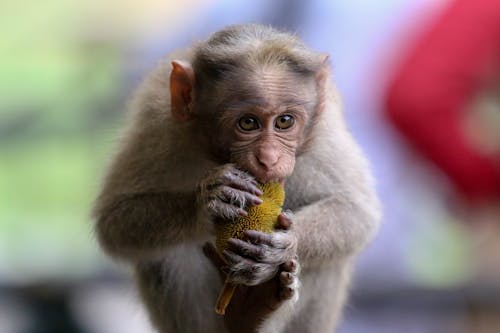 ฟรี คลังภาพถ่ายฟรี ของ การกิน, การถ่ายภาพสัตว์ป่า, ลิงกัง คลังภาพถ่าย