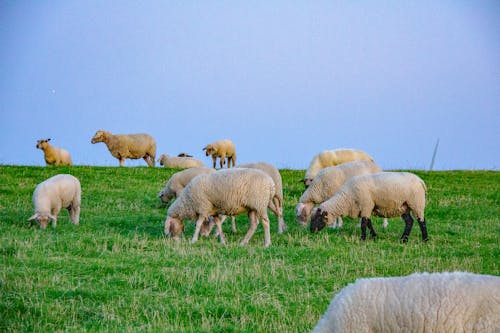 Free stock photo of baby sheep, meadow, north sea