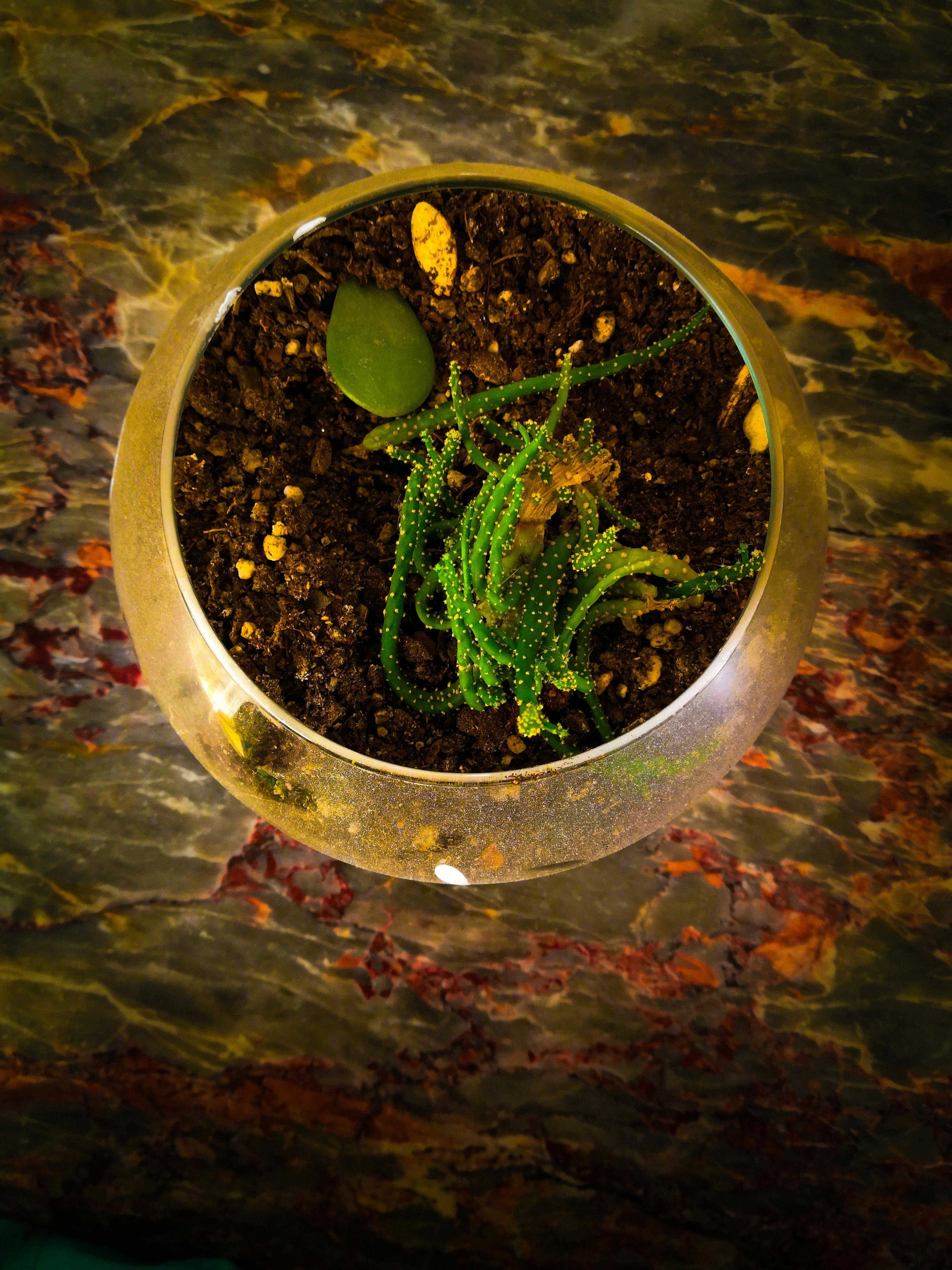 ঘরে তৈরি পনির