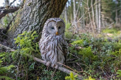 Great Gray Owl Perching on Branch