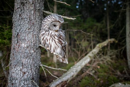 Ural Owl on Tree