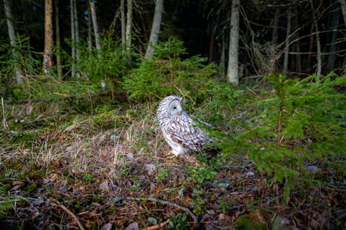 Ural Owl in Nature