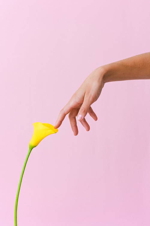Crop anonymous female touching tender yellow arum lily flower against light pink background in studio