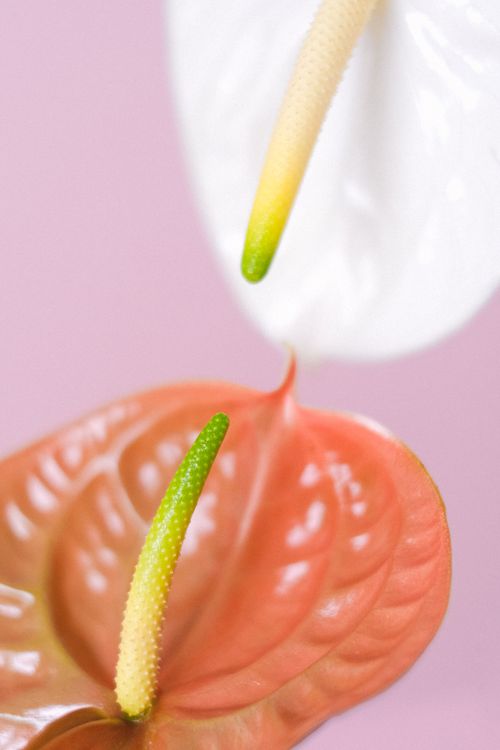 Free Closeup gentle red and white flamingo lily flowers petals against light pink background in studio Stock Photo