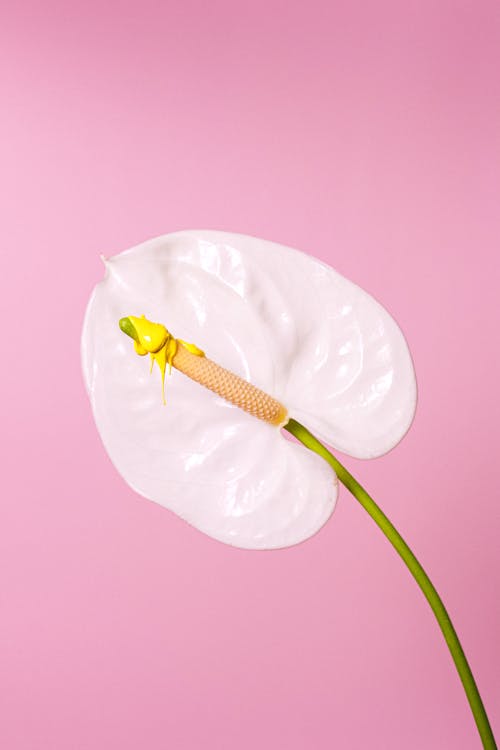 Tender white flamingo lily flower on thin stalk blossoming against pink background in studio