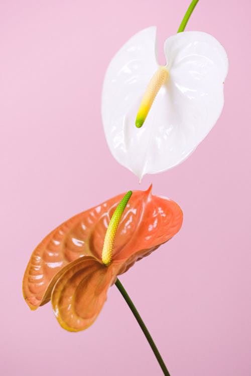 Delicate red and white flamingo lily flowers on thin stems against pink background in light studio