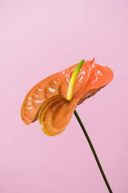 Tender delicate flamingo flower with red fragile bud on thin stalk against pink background
