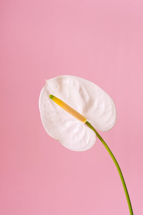 Tender fragrant flamingo lily flower with white bud growing against pink background in light modern studio