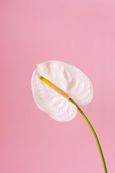 在明亮的现代工作室中，白色花蕾的温柔芬芳火烈鸟百合花生长于粉红色背景前