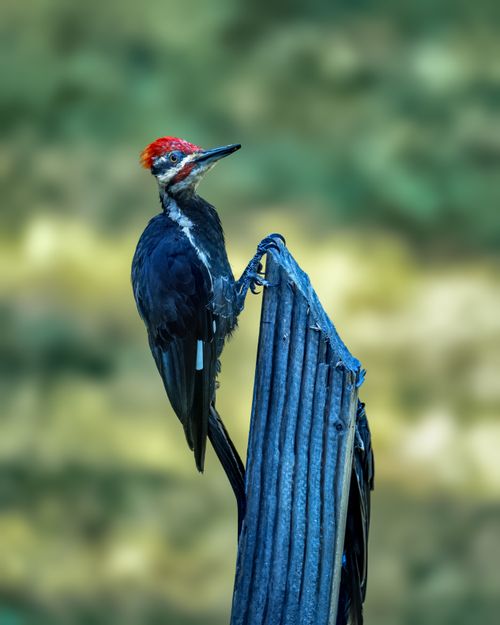 Free Ivory-billed woodpecker with white neck stripe and red crest sitting on surface in countryside in daytime Stock Photo