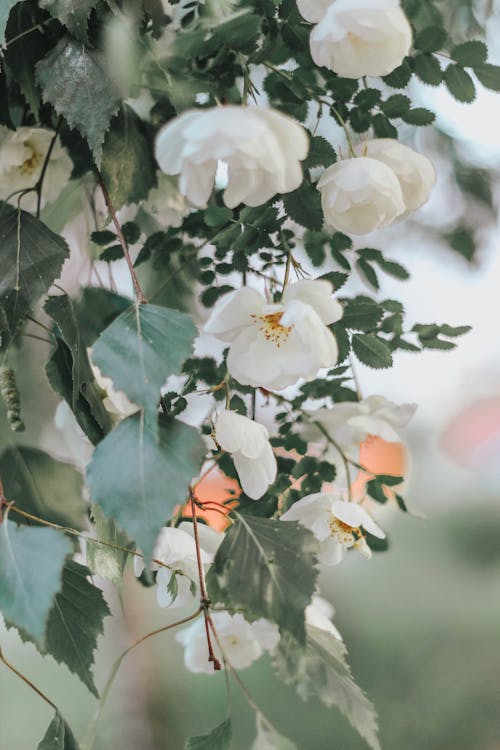 Free White flowers blooming in garden Stock Photo