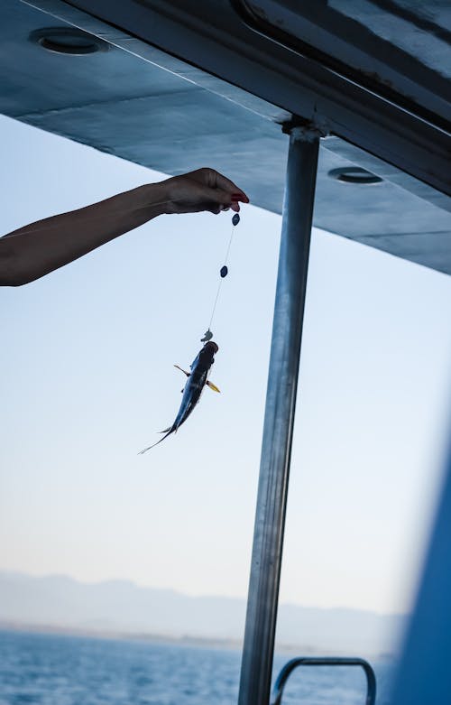 Crop anonymous person holding small fish on fishing line with hook in hand while fishing in sea at daytime