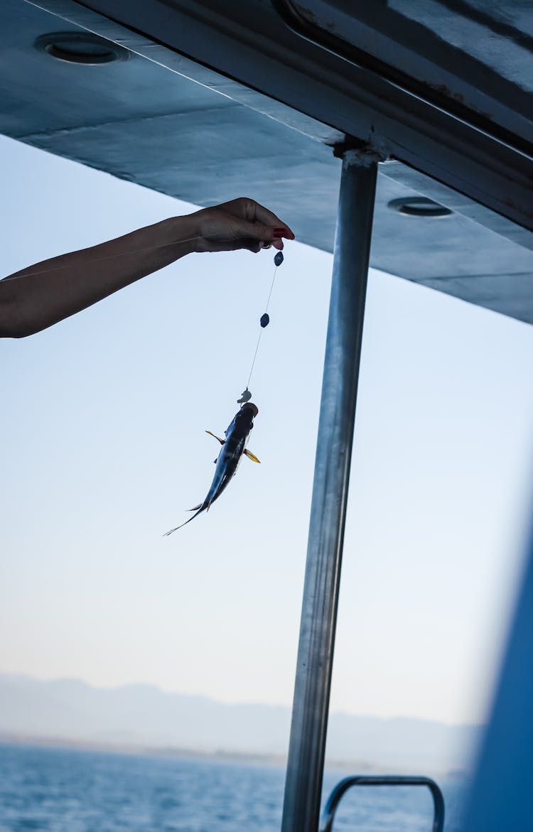 Hand Of Unrecognizable Person Showing Fish On Hook