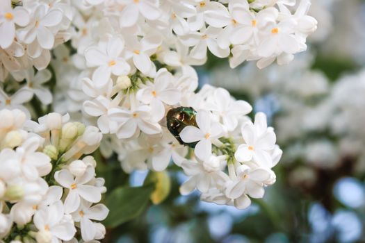 Rose chafer sitting on branch of Syringa with white blooming flowers at daytime