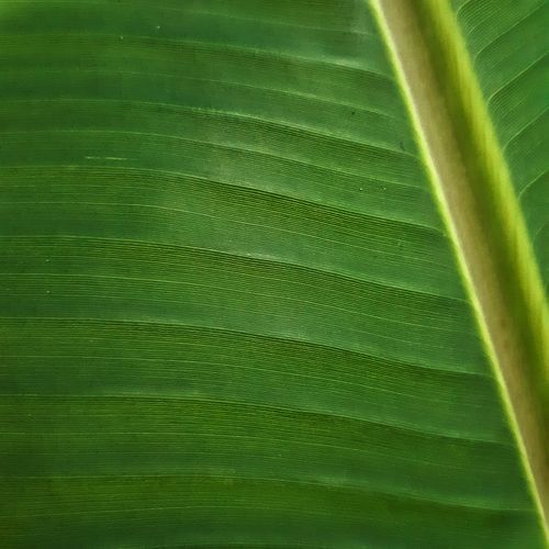 Free stock photo of banana leaf, green leaf, macro photography Stock Photo
