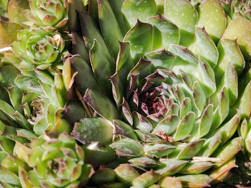 Close-up of Green Succulent Plant