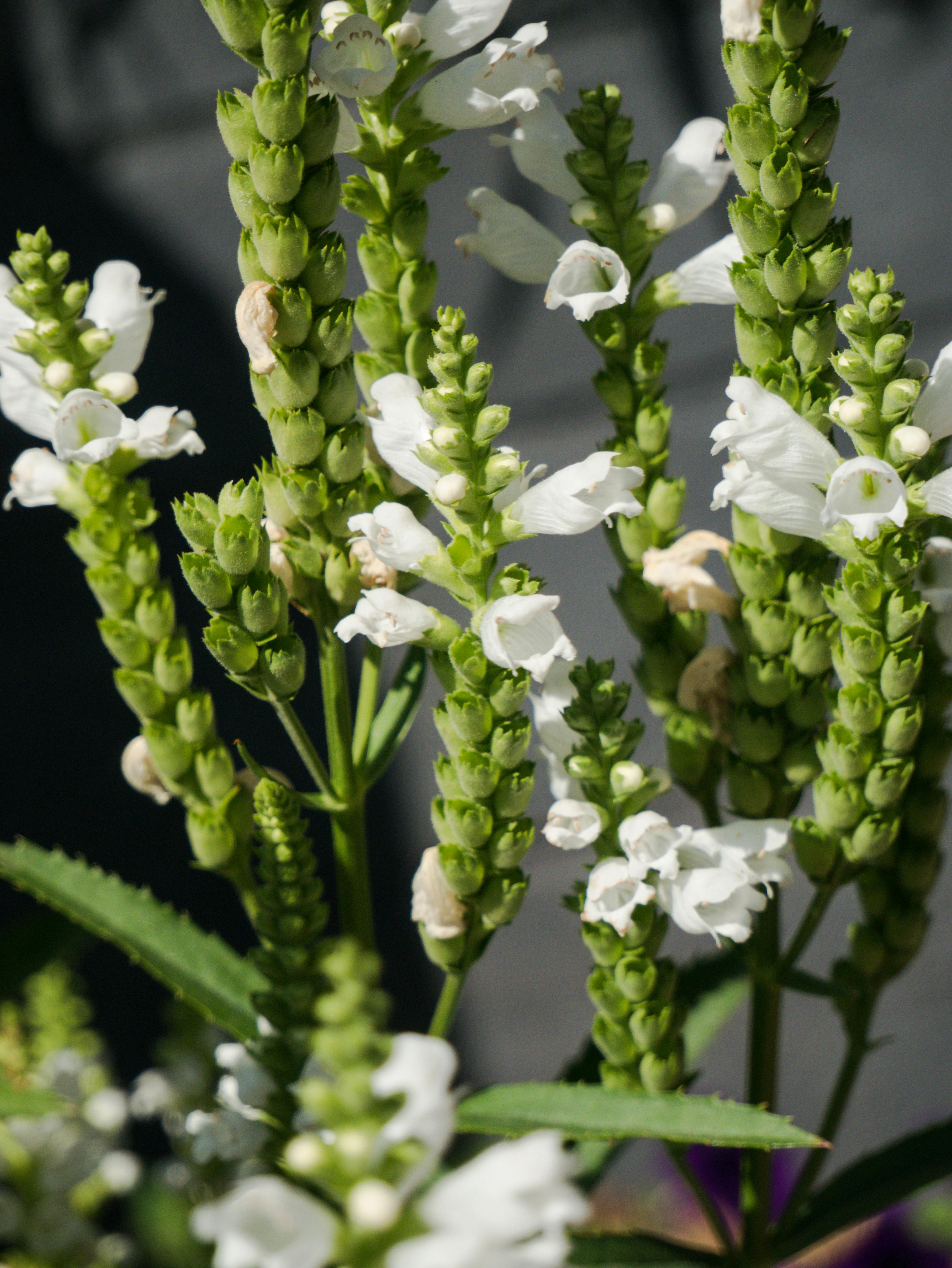 Physostegia virginiana
