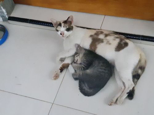 Free stock photo of cats, domestic cats, mother and child Stock Photo