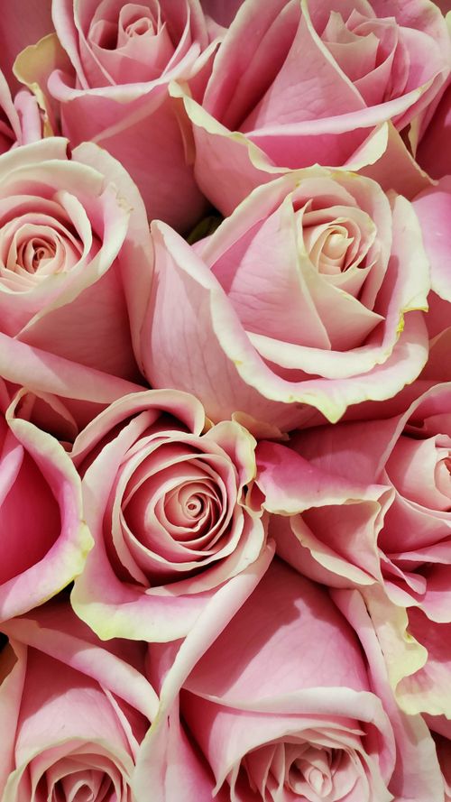 Free A detailed close-up of beautiful pink roses in full bloom, showcasing their vibrant petals. Stock Photo
