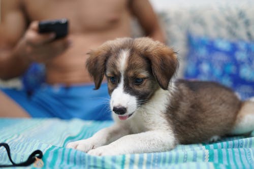 Close-Up Shot of a Puppy 