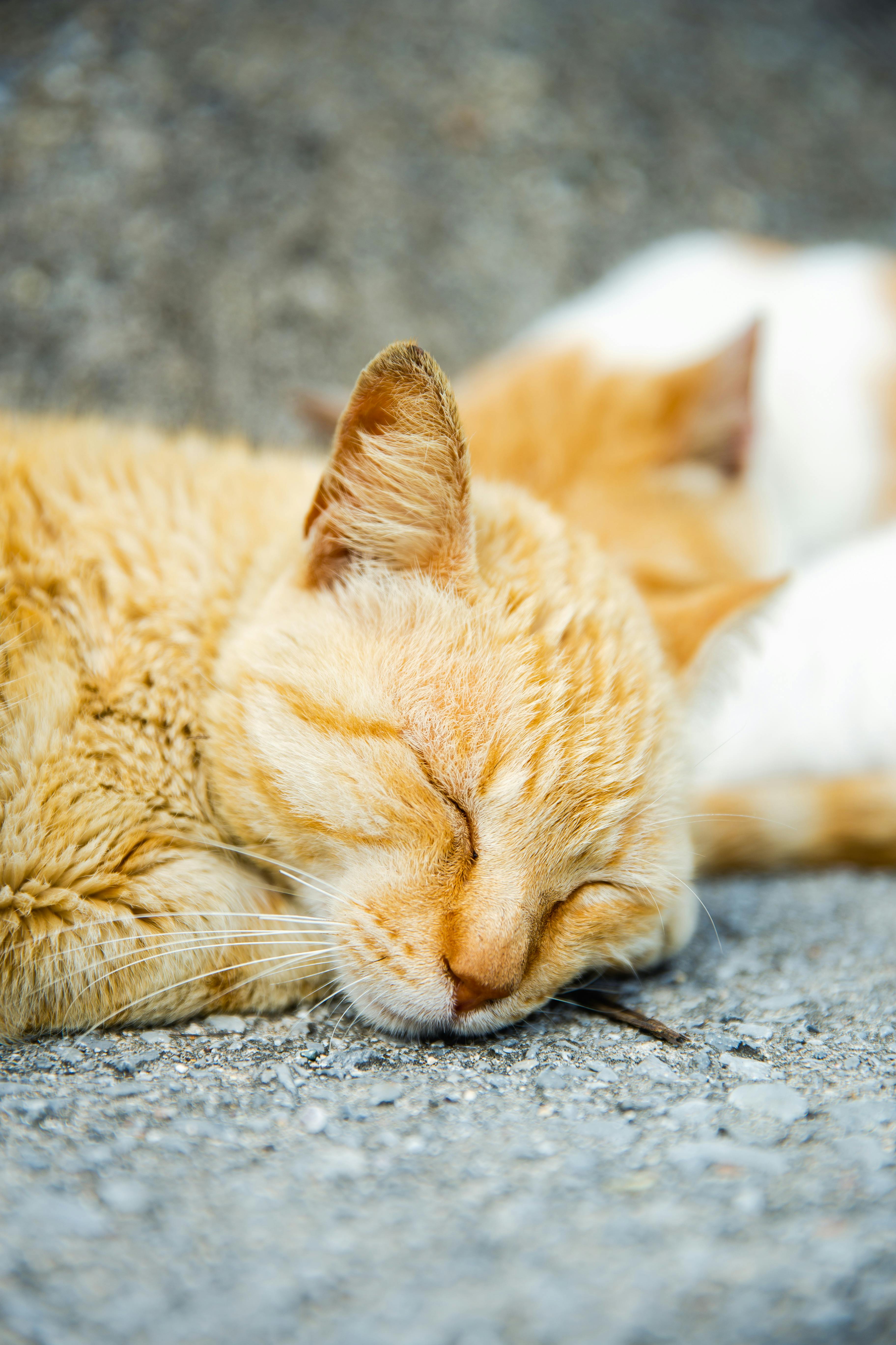 Adorable cats sleeping on street in shiny daylight · Free Stock Photo