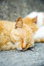 Cute fluffy cats with closed eyes napping on rough gray pavement in daytime